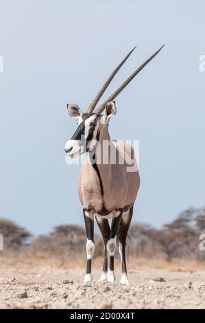 Oryx gazella, oryx, gemsbok, Namibie, Afrique Banque D'Images