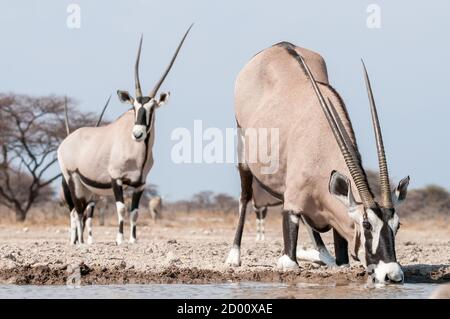 Oryx gazella, oryx, gemsbok, boire, Namibie, Afrique Banque D'Images