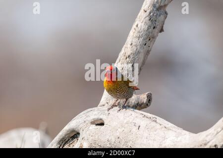 Pytilia melba, pytilia à ailes vertes, sur une branche, Namibie, Afrique Banque D'Images