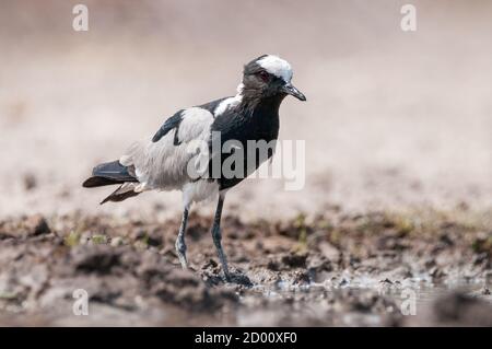 Vanellus armatus, pluvier forgeron, sur le terrain, Namibie, Afrique Banque D'Images