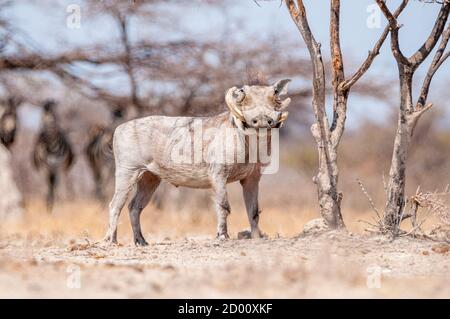 Phacochoerus africanus, warthog, Namibie, Afrique Banque D'Images