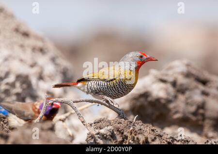 Pytilia melba, pytilia à ailes vertes, sur le sol, Namibie, Afrique Banque D'Images