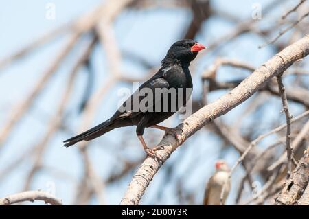 Bubalornis niger, tisserand de bisons rouges, dans une succursale, Namibie, Afrique Banque D'Images