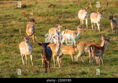 Le troupeau de cerfs de Virginie (Dama dama) se trouve dans la prairie. Automne en Pologne. Vue horizontale. Banque D'Images