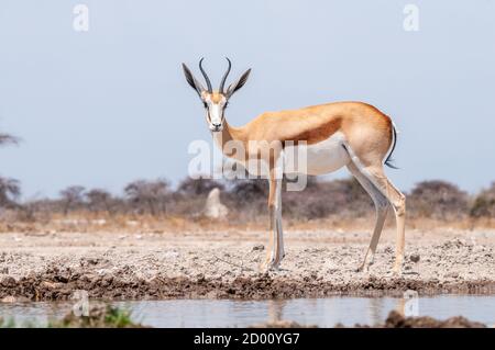 Antidorcas marsupialis, Springbok, Namibie, Afrique Banque D'Images