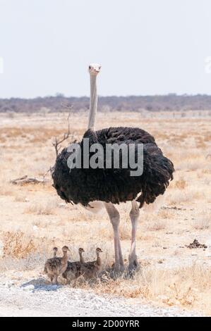 Struthio camelus, autruche commune, bébés protégés du soleil par la mère, Namibie, Afrique Banque D'Images