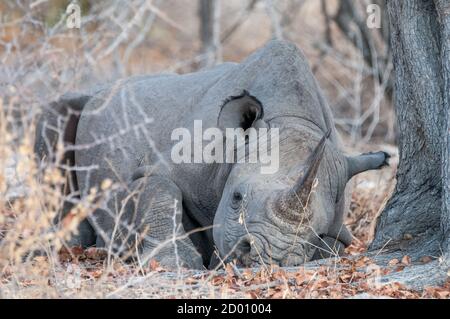 Diceros bicornis, rhinocéros noir, dormir sous un arbre, Namibie, Afrique Banque D'Images