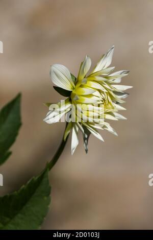 Dahlia de couleur crème dans le bourgeon Banque D'Images