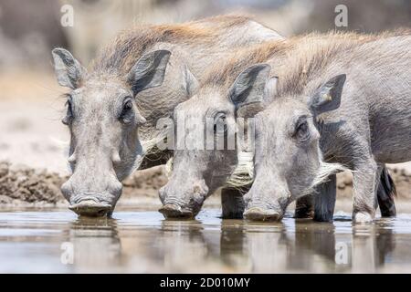 Phacochoerus africanus, warthog commun, buvant, Namibie, Afrique Banque D'Images