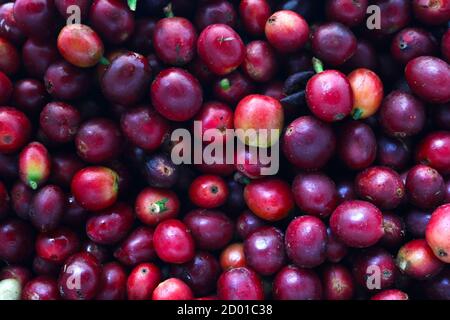 Gros plan sur les grains de café Kona rouges frais Banque D'Images
