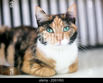 Un chat Calico shorthair avec des yeux verts et ses pattes caché sous son corps Banque D'Images