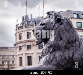 Une statue de Lion Landseer à Trafalgar Square, Londres, Royaume-Uni. Banque D'Images