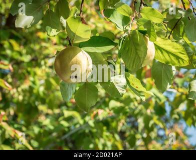Fruits de coce accrochés à la branche d'un arbre. Banque D'Images