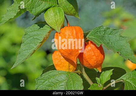 Fleur de lanterne chinoise, Physalis alkekengi, avec fruits mûrs Banque D'Images