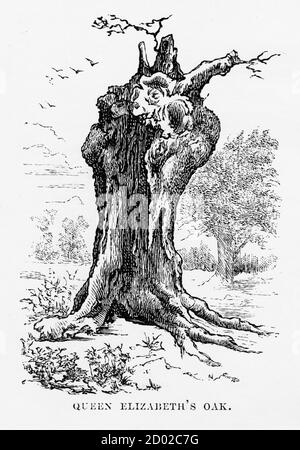 Très rare, magnifiquement illustré Antique gravure de Hatfield, Queen Elizabeth’s Oak, Hertfordshire, Angleterre Victorian Engraving, 1840. Source : ORI Banque D'Images