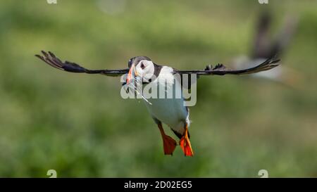 Puffin en vol (Fratercula arctica), îles Farne, Écosse Banque D'Images