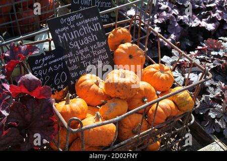 Une caisse de citrouille de squash Munchkin biologique à vendre dans un centre de jardin britannique, cultivée à Cambridge, en 2020 Banque D'Images