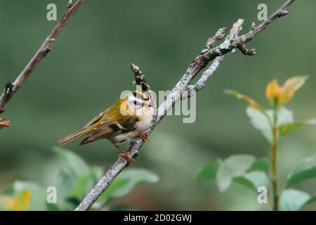 Un firecrest pose sur la branche d'un cerisier. Banque D'Images