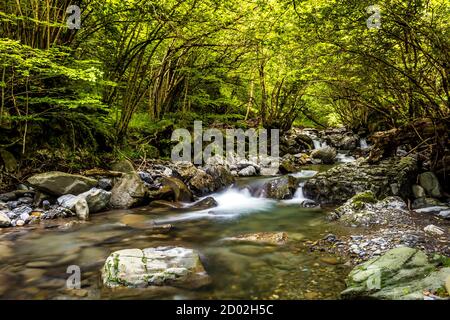 Une rivière qui coule le long des montagnes traverse une forêt luxuriante. Banque D'Images