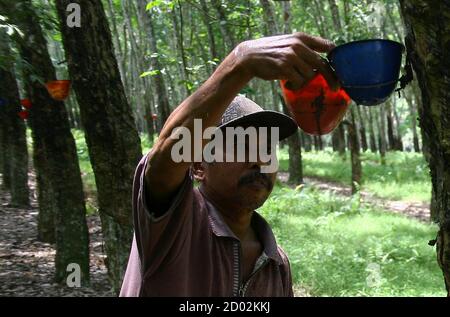 A worker collects rubber latex at a state rubber plantation ...