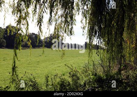 Un champ de randonneurs qui traverse les collines de Surrey, situé derrière Wondham Way dans le village d'Abinger Hammer, Surrey, Royaume-Uni, septembre 2020 Banque D'Images