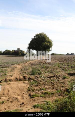 Une rangée d'arbres se trouve au milieu d'un champ d'agriculteurs dans le village d'Abinger Hammer, Surrey, Royaume-Uni, septembre 2020 Banque D'Images