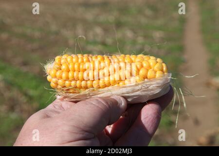 Maïs sucré sur l'épi maintenu à la main contre le champ, épis extérieurs laissés sur le sol du champ après la coupe des récoltes, Surrey, Royaume-Uni, septembre 2020 Banque D'Images
