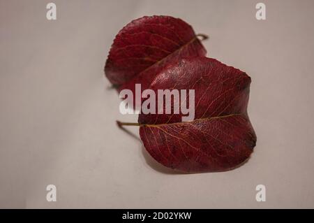 Feuille d'automne d'une poire sauvage sur fond blanc, feuilles rouges d'un poirier en gros plan Banque D'Images