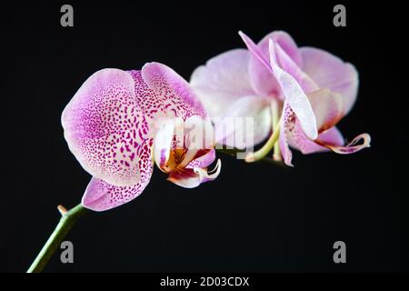 Branche de fleurs d'orchidées roses sur le noir. Belle orchidée tropicale rose sur fond noir Banque D'Images