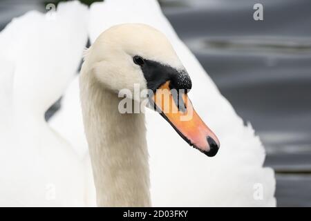 Gros plan d'un grand cygne blanc muet ou d'une rafle montrant des traits territoriaux, avec les ailes en forme de « bucking ». Banque D'Images