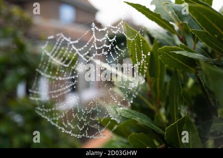 Des gouttelettes d'eau sur une toile d'araignées accrochées entre deux plantes en face d'une maison dans un jardin. Mise au point peu profonde Banque D'Images