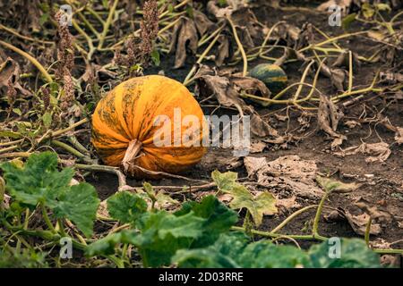 Une seule citrouille distinctive dans un champ avec beaucoup de citrouilles prêtes à la récolte Banque D'Images