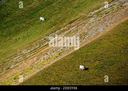 Vaches marchant sur un pré séparé par une ligne de pierres Banque D'Images