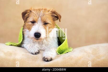 Paresseux sommeil mignon Jack russell terrier chien après une douche dans une serviette verte, le concept de toilettage d'animal de compagnie avec espace de copie Banque D'Images