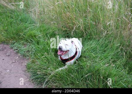 Petit chien blanc allongé dans l'herbe reposant pendant la marche et faire de l'exercice Banque D'Images