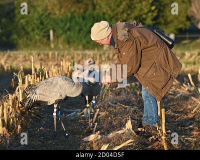 21 septembre 2020, Brandenburg, Steinhöfel: Beate Blahy, animalière et restaurationniste de la nature, se tient au lever du soleil tôt le matin avec deux jeunes grues (Grus Grus) sur un champ de maïs récolté. Les grues n'ont que peu de progéniture cette année dans le Brandebourg. La raison en est la sécheresse. Il manque des aires de reproduction et des aliments appropriés. Au lieu d'être élevés dans la nature, les jeunes oiseaux sont de plus en plus élevés par les humains d'un amour erroné des animaux. Cela est également alarmant. Photo: Patrick Pleul/dpa-Zentralbild/ZB Banque D'Images