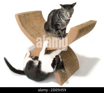 ecartement en carton pour chats avec siège photographié sur un arrière-plan blanc Banque D'Images