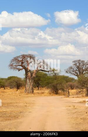 Paysage d'arbres de baobab dans le Parc National de Serengeti, Tanzanie, Afrique. Banque D'Images