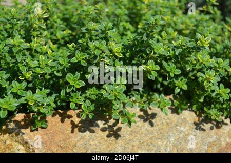 Thym citron ou thym citrus - plante vivace parfumée avec un arôme à celui du citron. Une image macro de thym vert frais en plein air. Banque D'Images