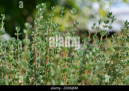 Thym ou Thymus vulgaris - plante vivace avec de minuscules feuilles aromatiques. Image macro de thym vert frais en plein air dans le jardin, mise au point sélective. Banque D'Images