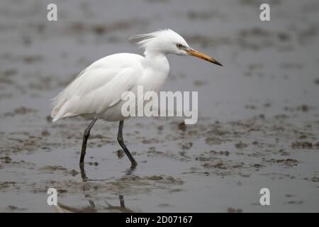 Egret chinois (Egretta eulophotes), vasières de Mai po, nouveaux territoires, Hong Kong 24 avril 2014 Banque D'Images