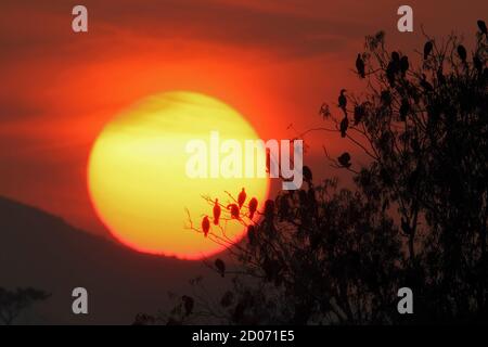 Grands Cormorants (Phalacrocorax carbo), silhouettés, éperçant dans un arbre, au coucher du soleil, N.T., Hong Kong, Chine 29th janv. 2013 Banque D'Images