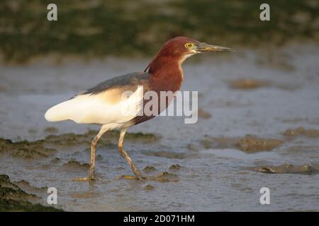 Chinese Pond Heron (Ardeola bacchus) N.T. Hong Kong 15 avril 2014 Banque D'Images