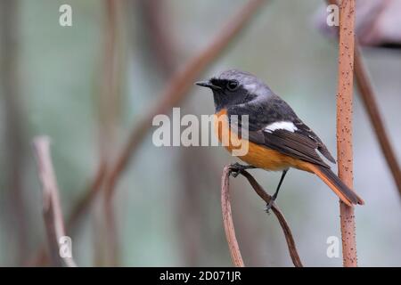 Daurian Redstart (Phoenicurus auroreus), Mai po, nouveaux territoires, Hong Kong, Chine 3rd nov 2014 Banque D'Images