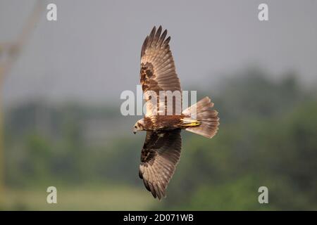 Marais de l'est Harrier (Circus spilonotus), en vol, vue de dessous, Mai po, New Territories, Hong Kong 8 octobre 2014 Banque D'Images