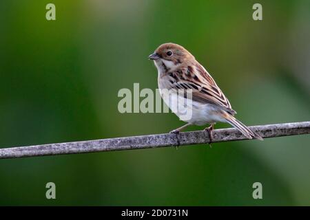 Bunkting Reed de Pallas (Emberiza pallasi), N.T. Hong Kong 9 novembre 2014 Banque D'Images