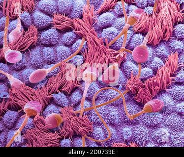 Sperme dans une trompe de Fallope. Micrographe électronique à balayage de composition colorée (SEM) de spermatozoïdes humains traversant une trompe de Fallope (oviduit) de f Banque D'Images