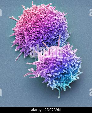 Les lymphocytes T au repos. Couleur de l'analyse des électrons Microphotographie (SEM) de lymphocytes T au repos à partir d'un échantillon de sang humain. Les lymphocytes T, ou cellules T, sont Banque D'Images
