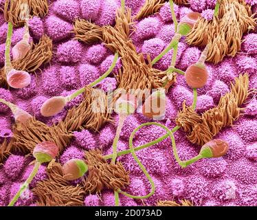 Sperme dans une trompe de Fallope. Micrographe électronique à balayage de composition colorée (SEM) de spermatozoïdes humains traversant une trompe de Fallope (oviduit) de f Banque D'Images