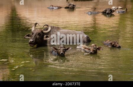 Le buffle d'eau mère et les veaux se trouvent dans l'eau profonde. Banque D'Images